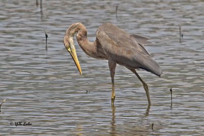 Purple Heron