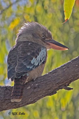 Northern Territory Australia Birding July-Aug 2018 Trip. 