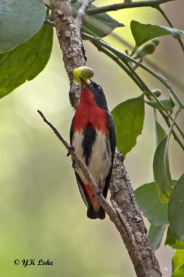 Mistleteobird, Male