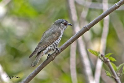Little Bronze Cuckoo