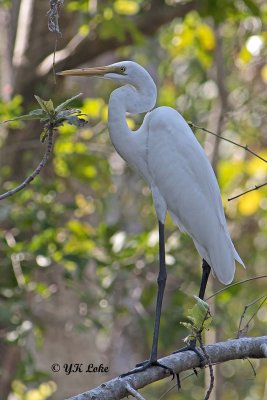 Intermediate Egret