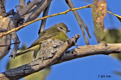 Lemon-llied Flycatcher, Nesting.