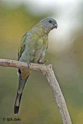 Hooded Parakeet, Female