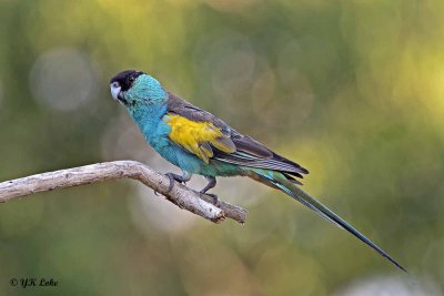 Hooded Parakeet, Male