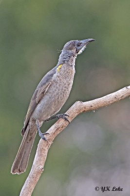 Little Friarbird