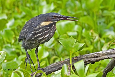 Black Bittern, Male