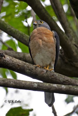 Chinese Sparrowhawk, Female