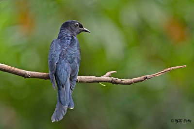 Square-tailed Drongo Cuckoo