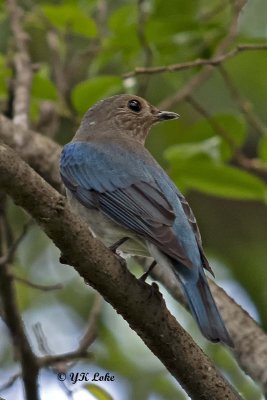 Blue and White Flycatcher, Male