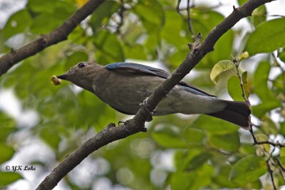 Blue and White Flycatcher, Male