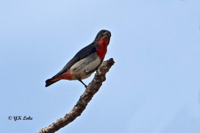 Mistletebird, Male