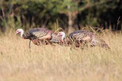 Turkey