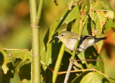 Tennessee Warbler