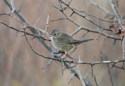Lincoln's Sparrow