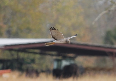 Northern Harrier