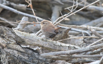 Winter Wren