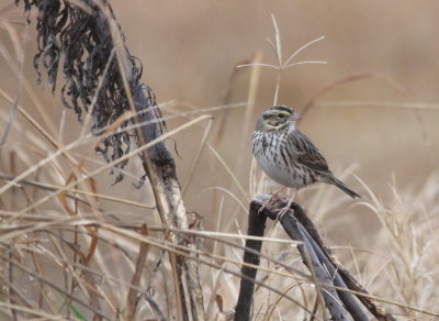 Savannah Sparrow