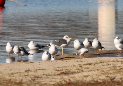 Lesser Black-backed Gull