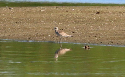 American Golden Plover