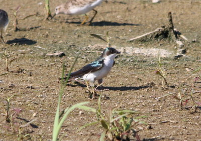 Tree Swallow
