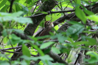 Swainson's Warbler