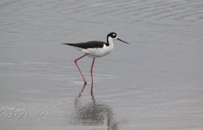Black-necked Stilt