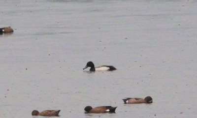Greater Scaup