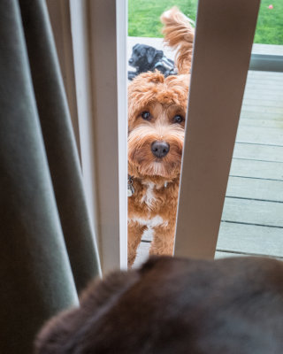Do I let him in?  May 21 2017-1060679.jpg