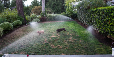 Sprinkler madness  August 17 2017 -1070754.jpg