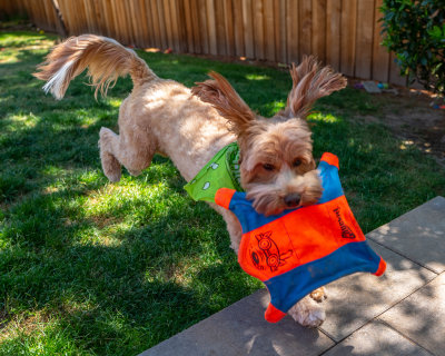 ears_flying_July_6_20181080844.jpg