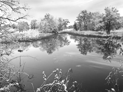 ++Test Frog pond in b&w