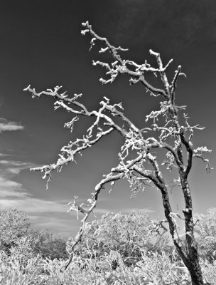 ++Test Tree in B&W
