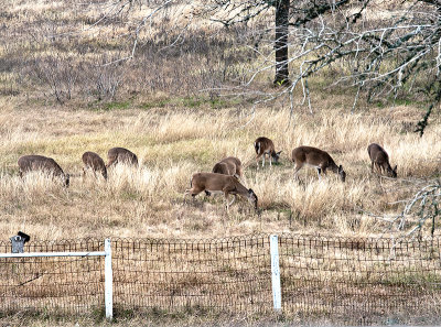 8 Deer grazing in front of my house. (Taken from bedroom window), Red Rock, TX