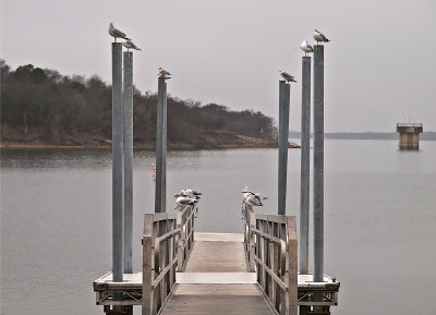 Lake Roy Pool, gulls on fishing pier