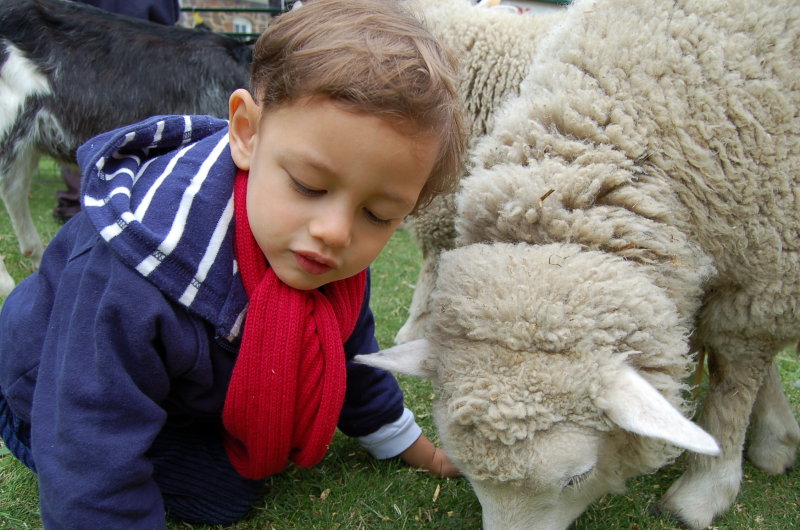 4. Something or someone cute - Woolly Sheep