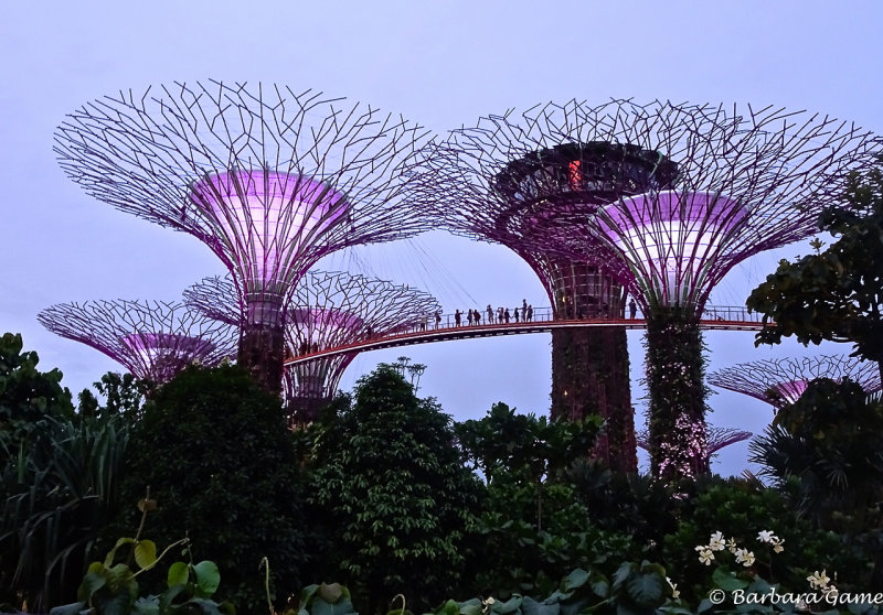 Gardens by the  Bay, Marina Sands