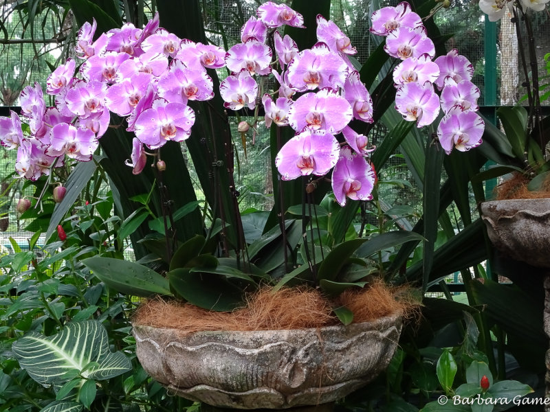 Botanic Gardens,  orchid garden