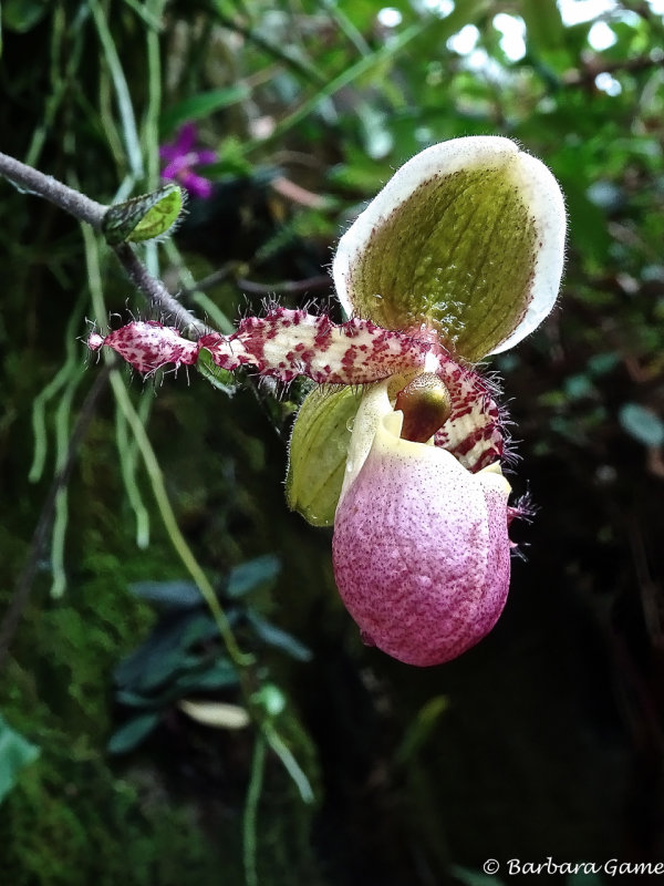 Botanic Gardens,  orchid garden