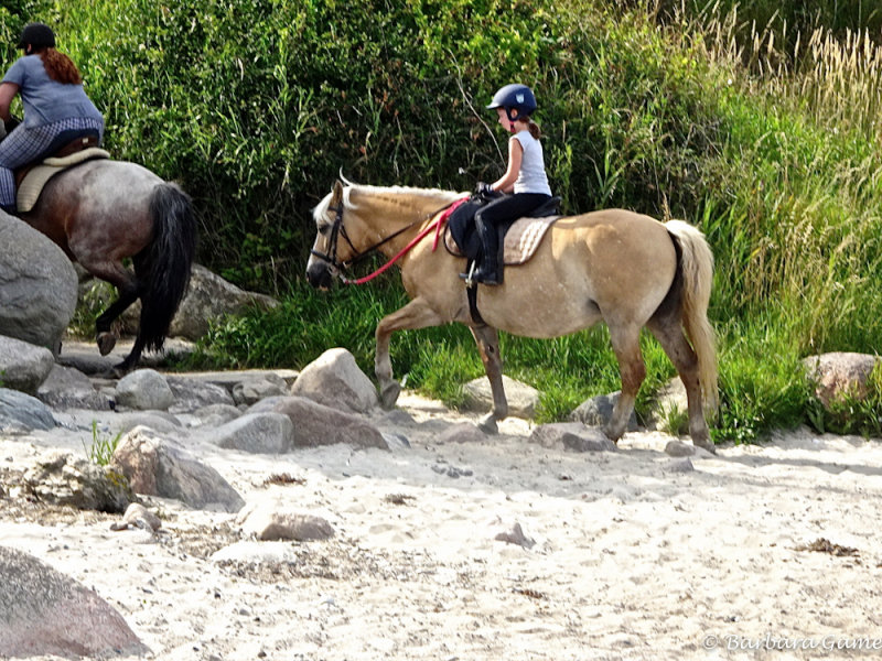Horses on the beach, Staberhuk Strand, Fehmarn Island