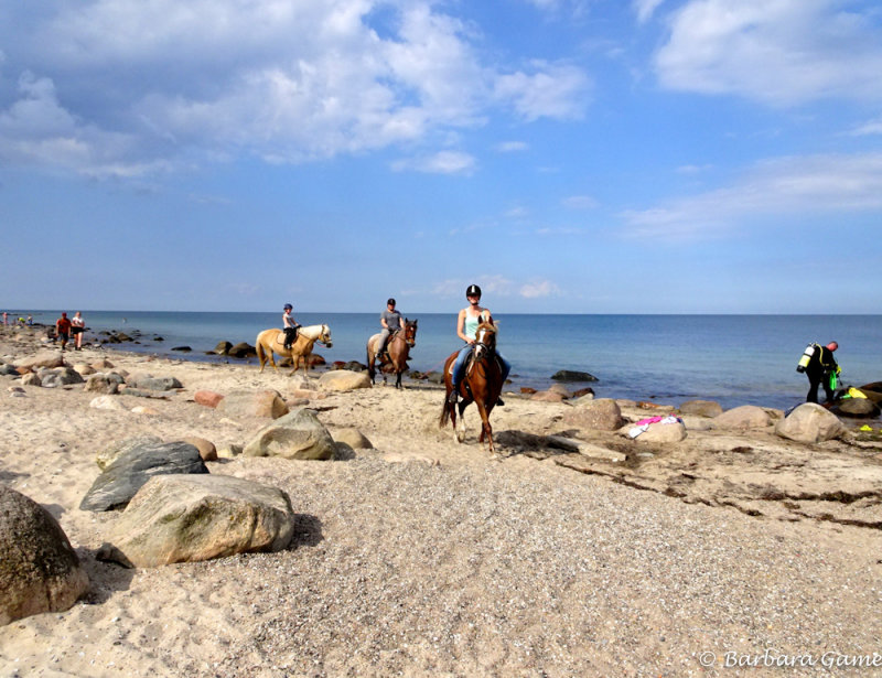 Horses on the beach, Staberhuk Strand, Fehmarn Island