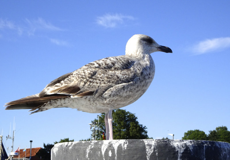 Gull, Fehmarn island