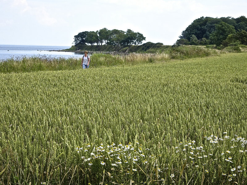 Fehmarn Island, walker