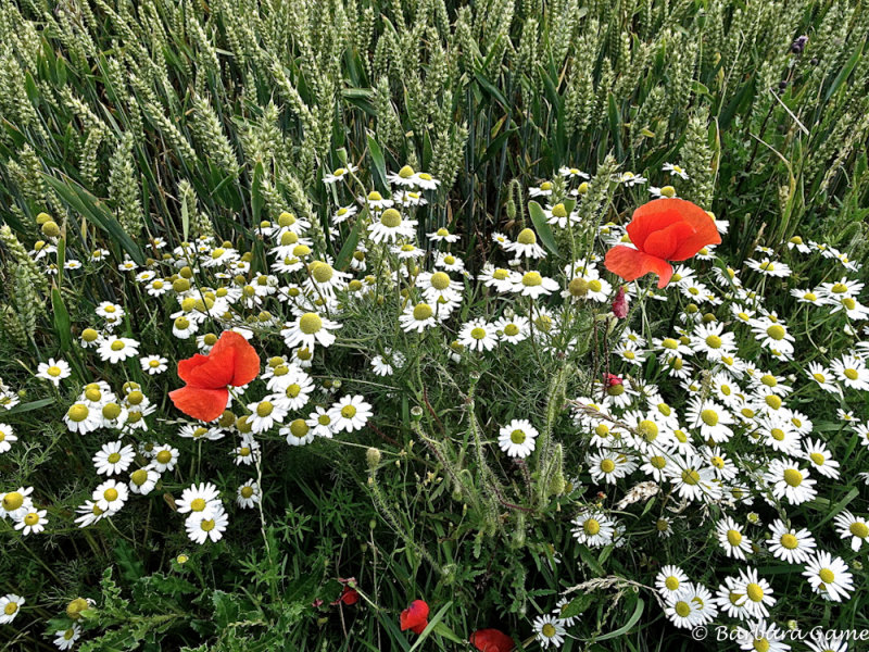 Fehmarn Island, flowers among the wheat