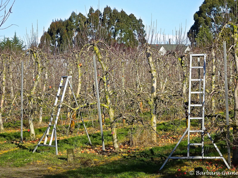 Apple orchard in Tasman district