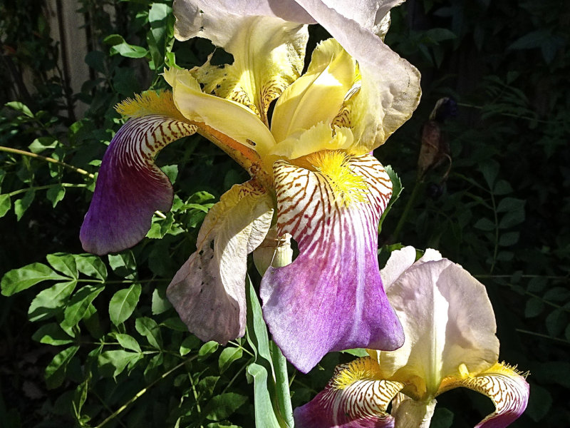 Flag Irises - my garden