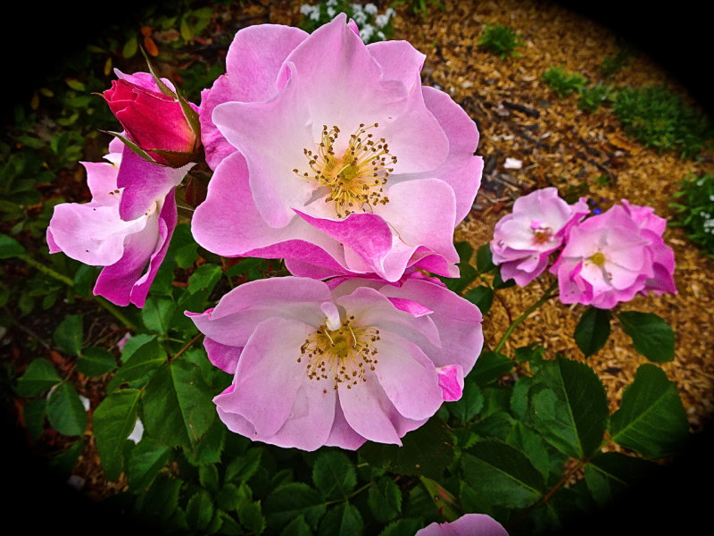 Roses, our garden