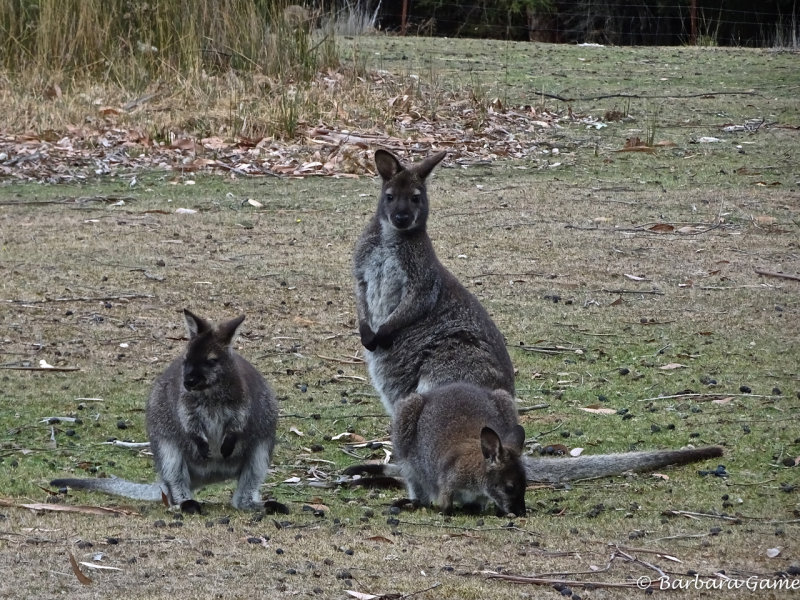 Three locals