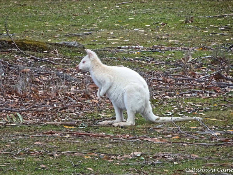 One of the few white wallabies