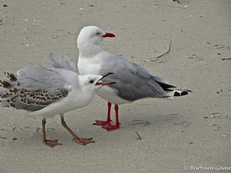 Silver Gull and squawking baby