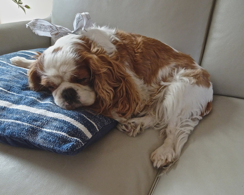 A contented Evie, decked in bow for entertaining